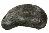 Fossil Whale Ear Bone - Miocene #109263-1